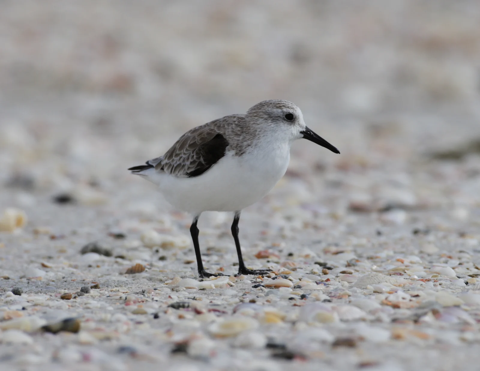 Sanderling (Drietoonstrandloper)