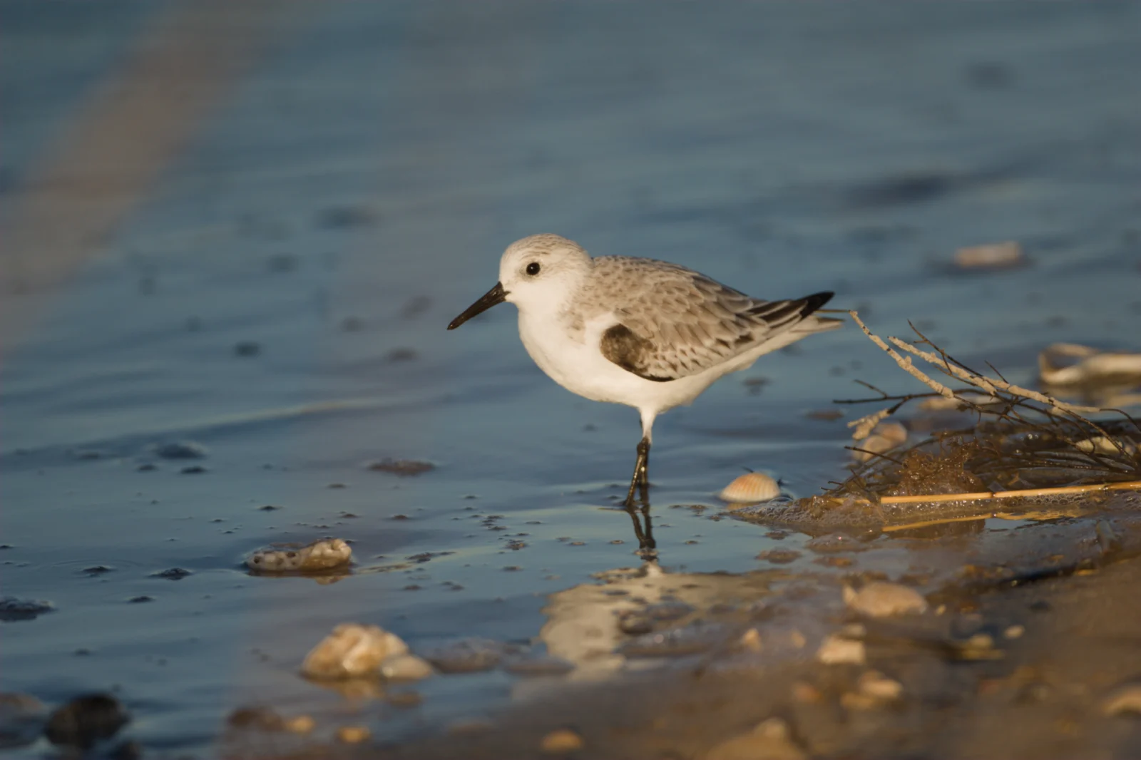Sanderling (Drietoonstrandloper)