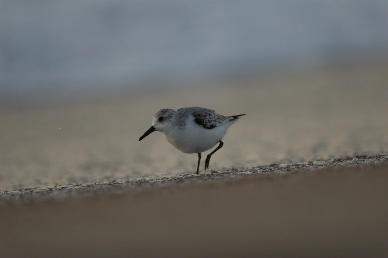Sanderling (Drietoonstrandloper)