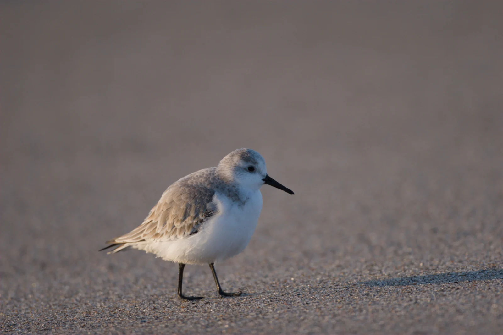 Sanderling (Drietoonstrandloper)