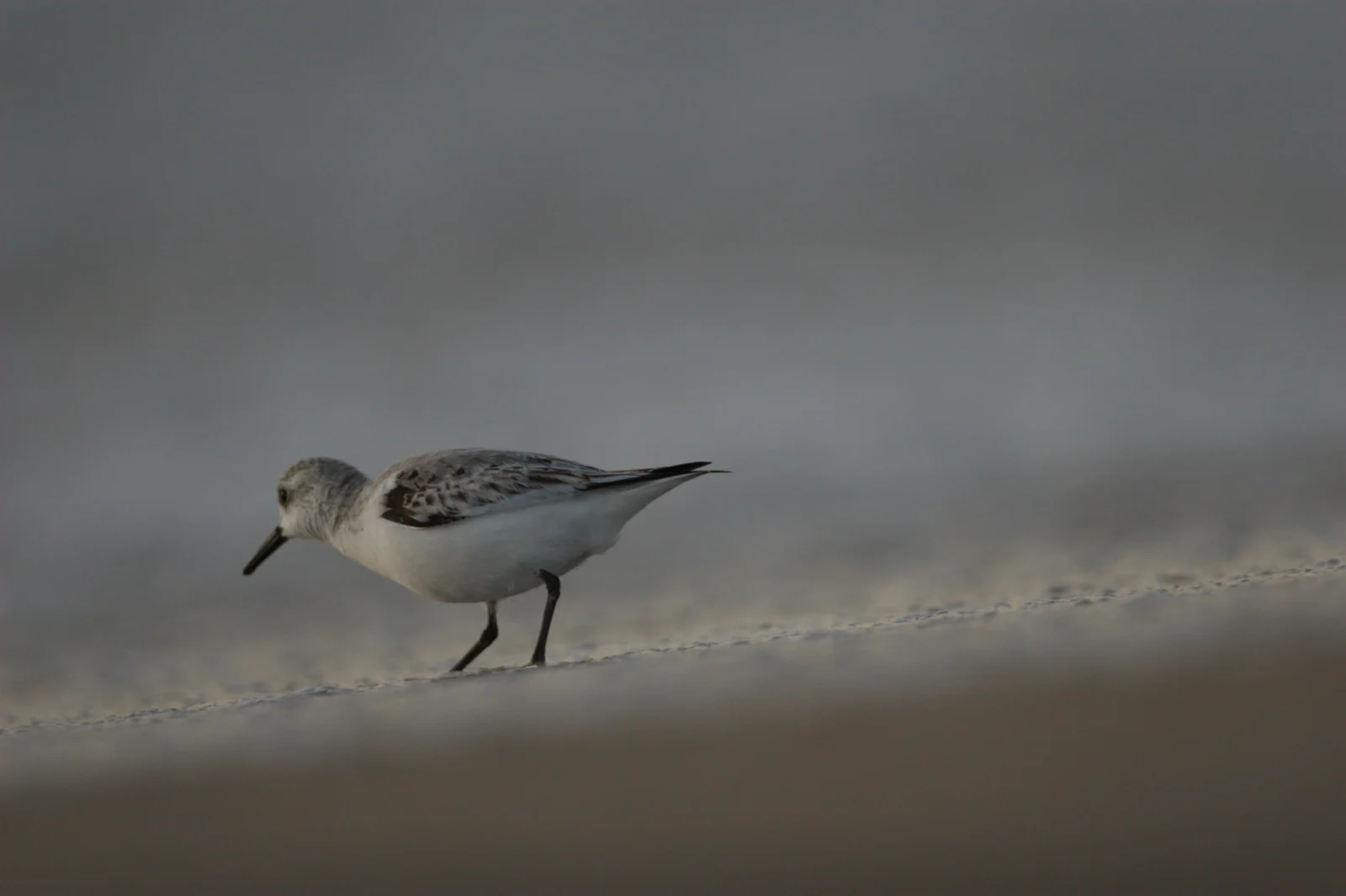Sanderling (Drietoonstrandloper)