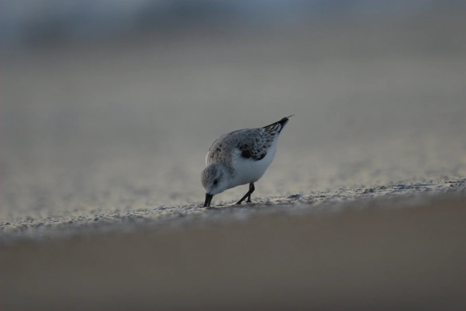 Sanderling (Drietoonstrandloper)