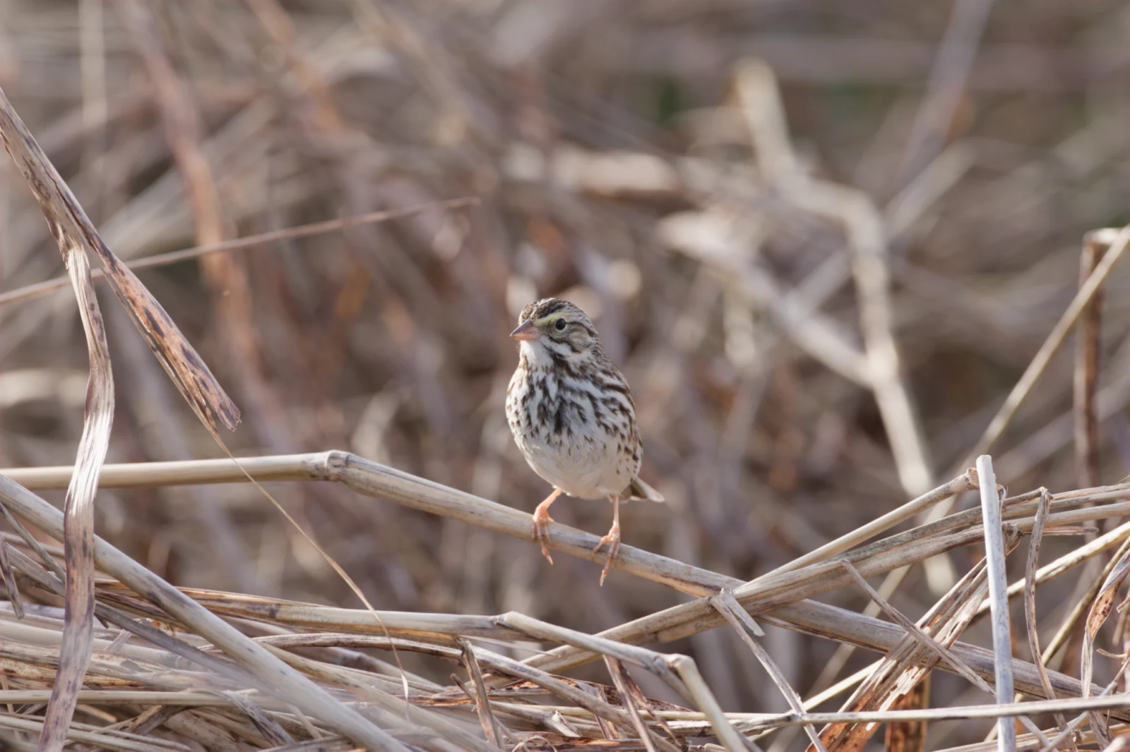 Savannah Sparrow