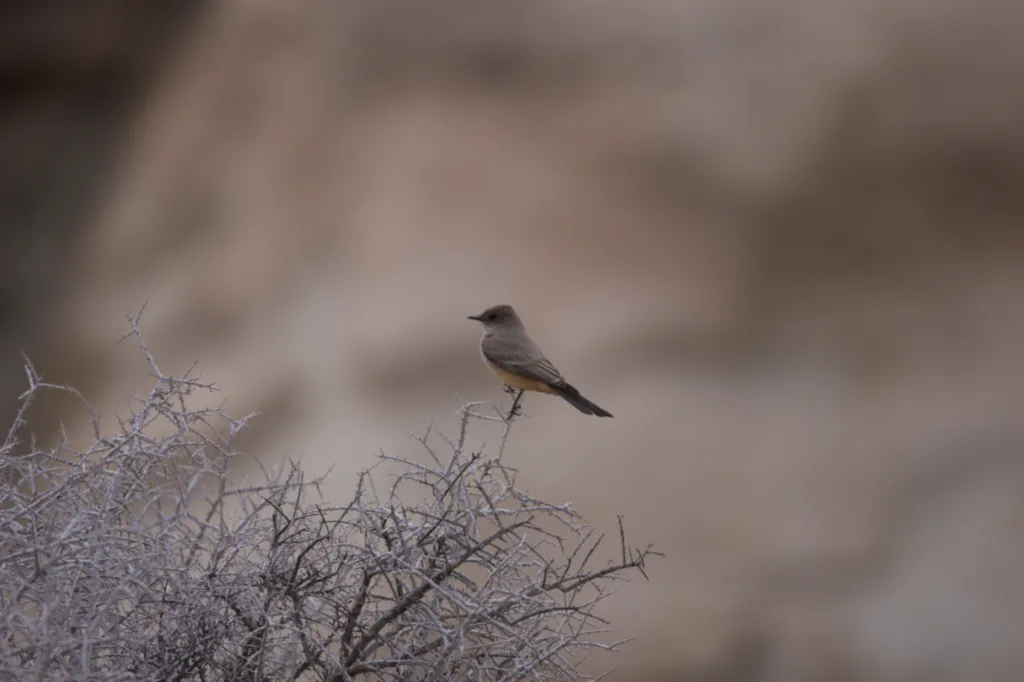 Say's Phoebe