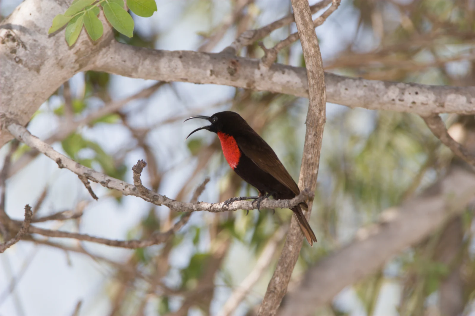 Scarlet-chested Sunbird (Rooiborssuikerbekkie)