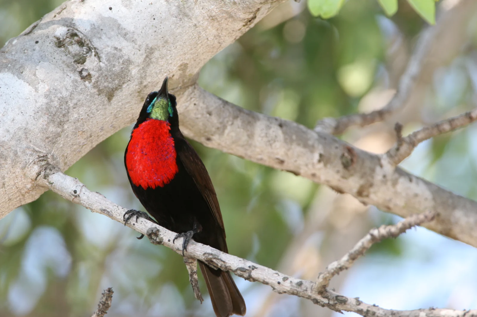 Scarlet-chested Sunbird (Rooiborssuikerbekkie)