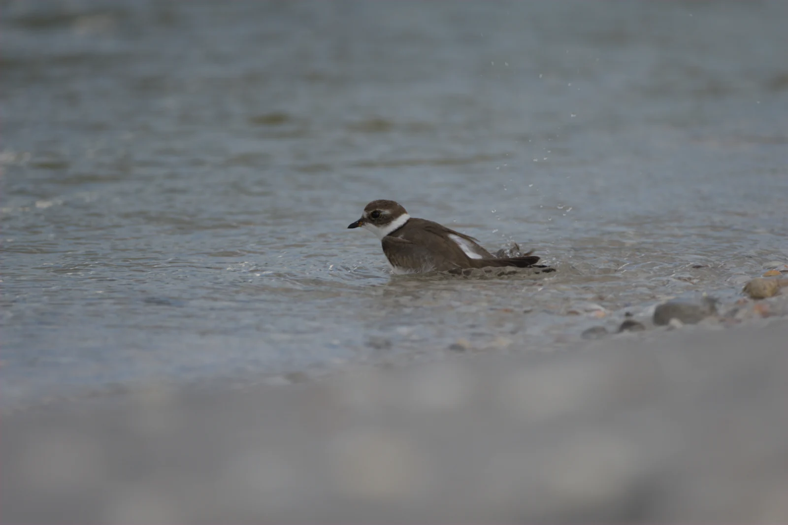 Semipalmated Plover