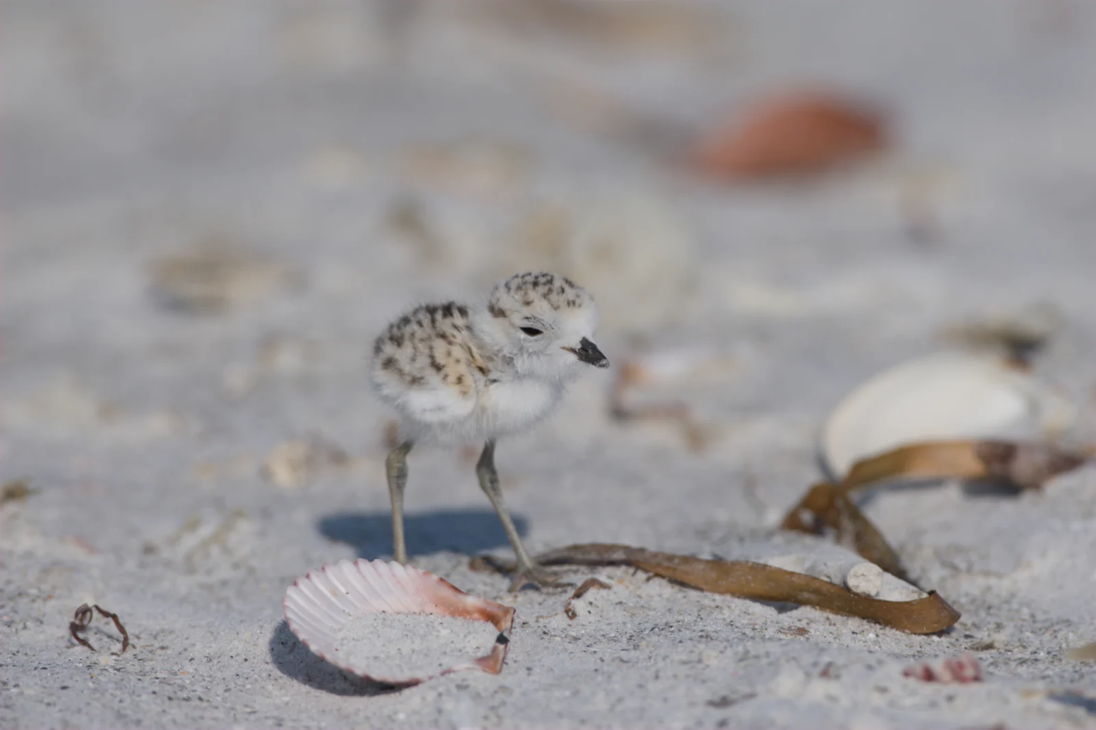 Snowy Plover