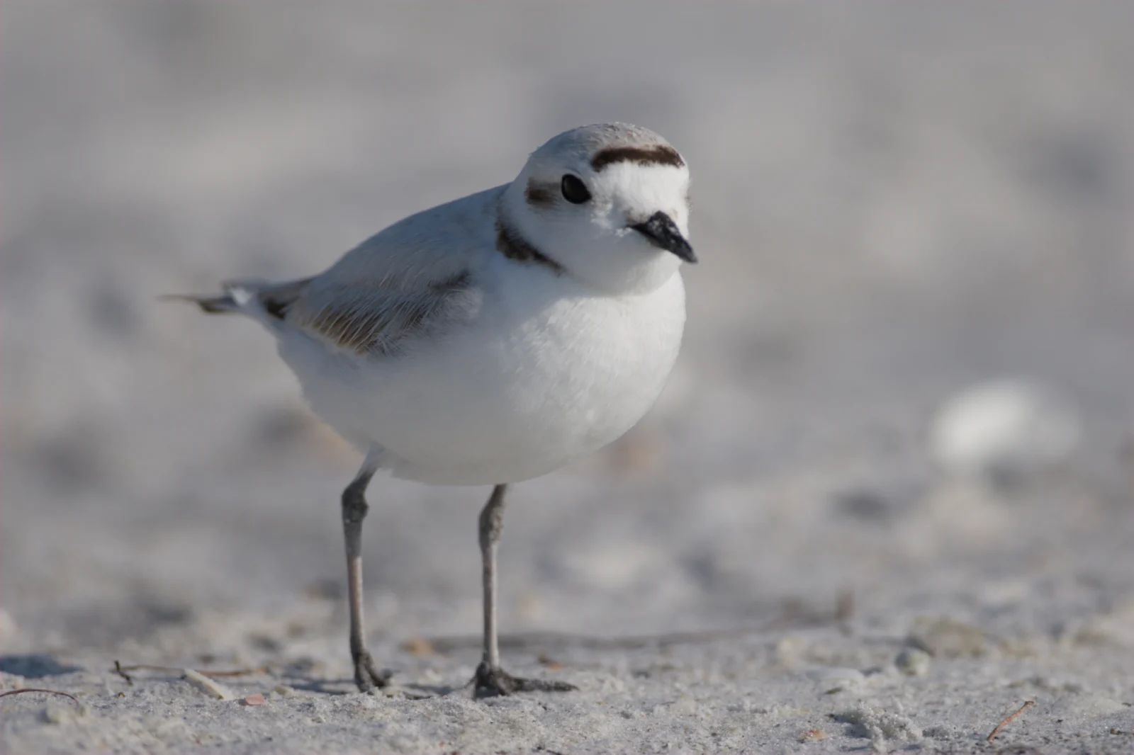 Snowy Plover