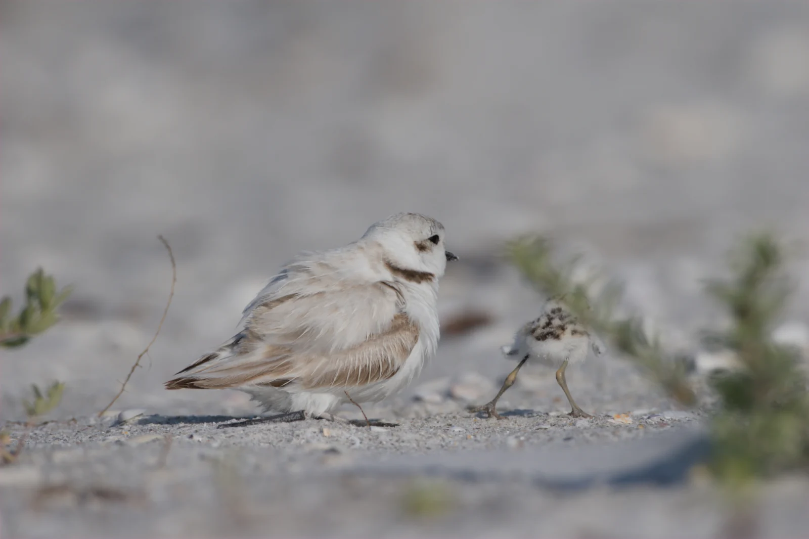 Snowy Plover