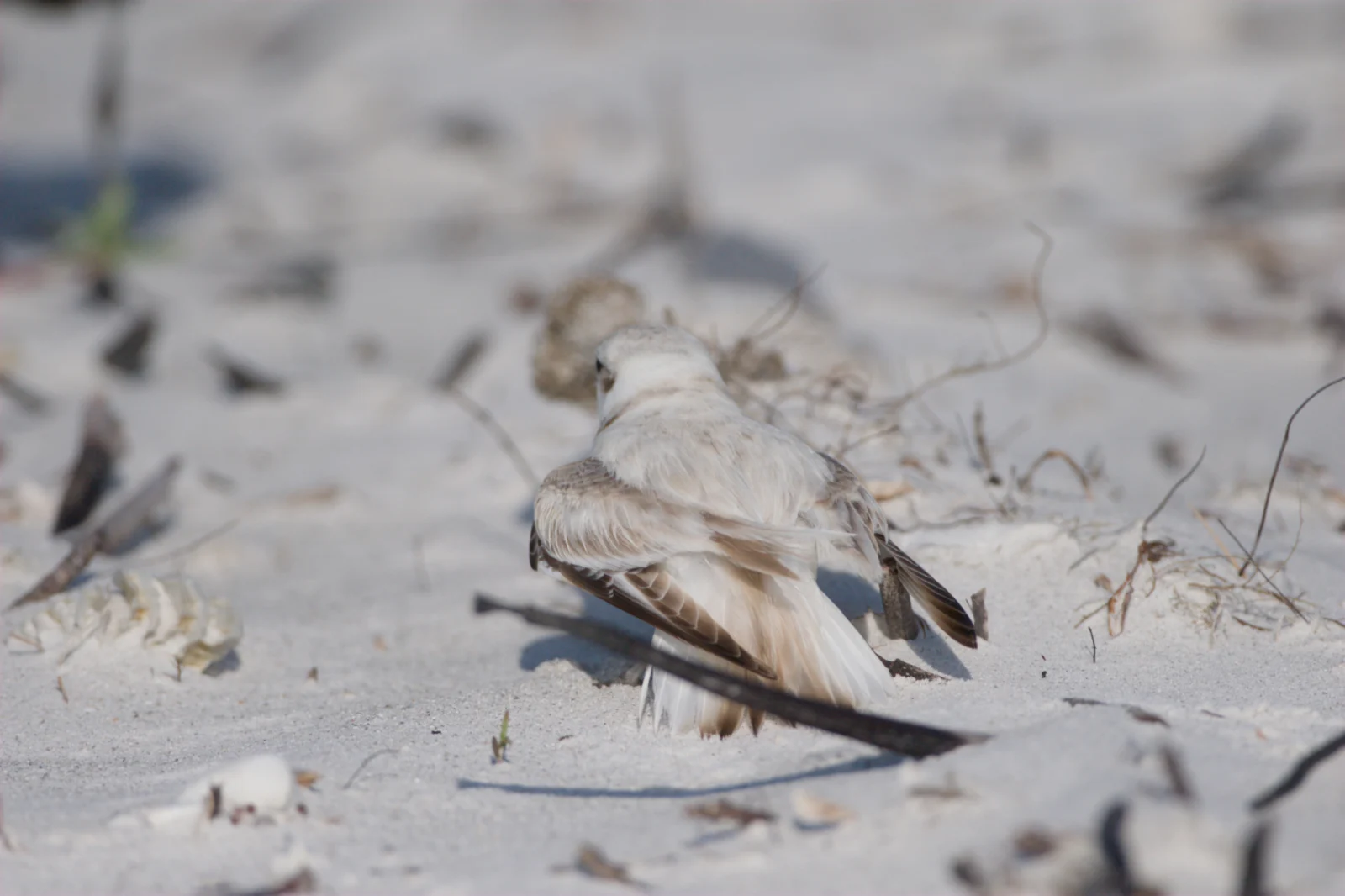 Snowy Plover