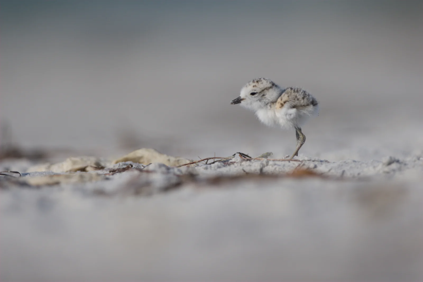 Snowy Plover