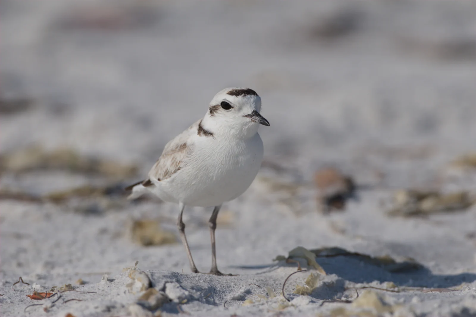 Snowy Plover