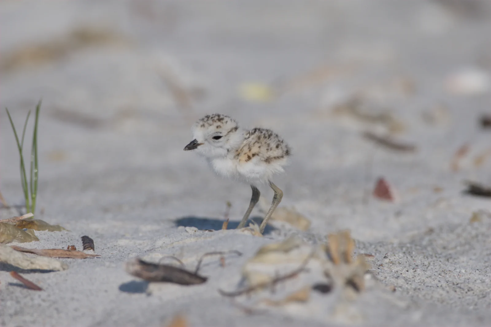 Snowy Plover