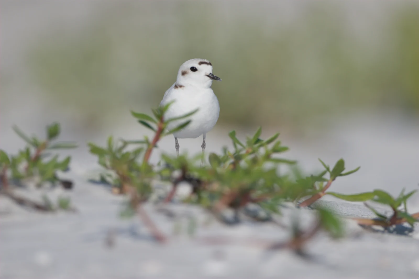 Snowy Plover