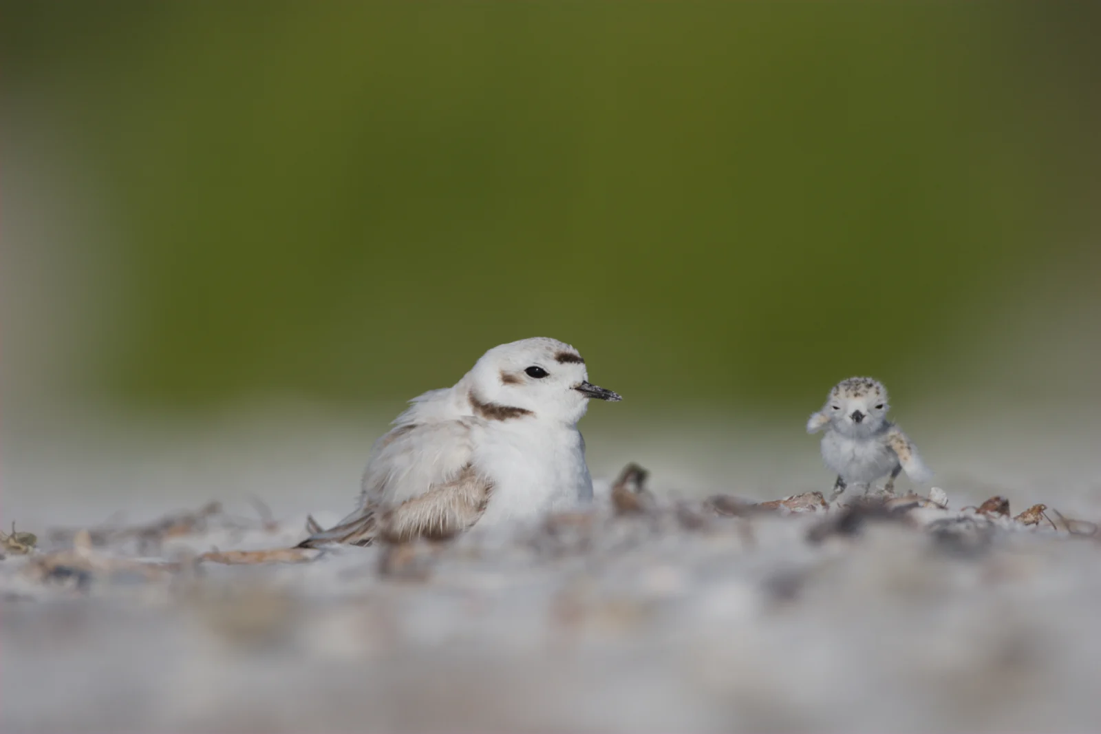 Snowy Plover