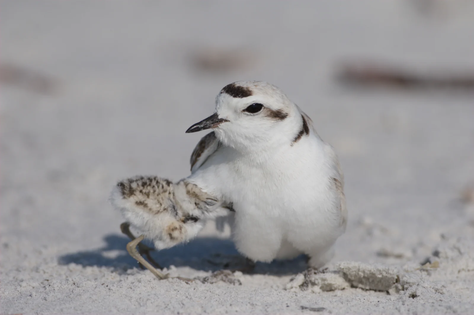 Snowy Plover