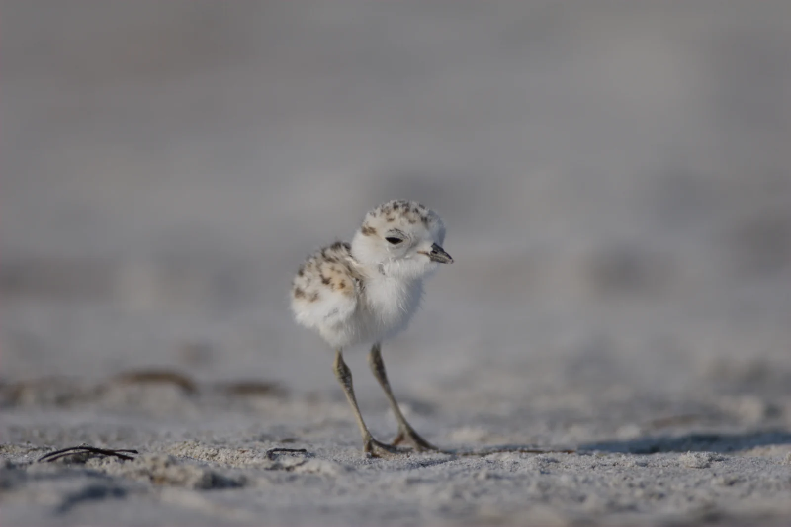Snowy Plover