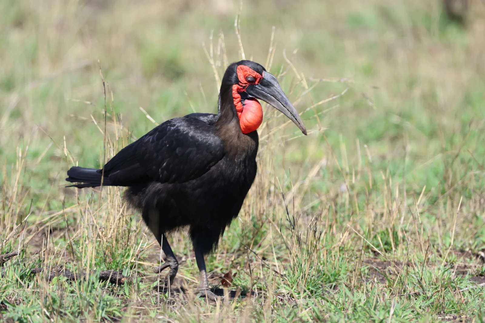 Southern Ground-Hornbill (Bromvoël)