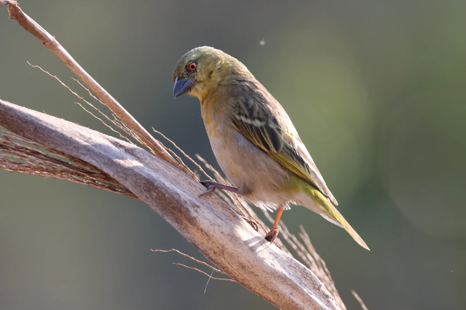 Southern Masked Weaver (Swartkeelgeelvink)