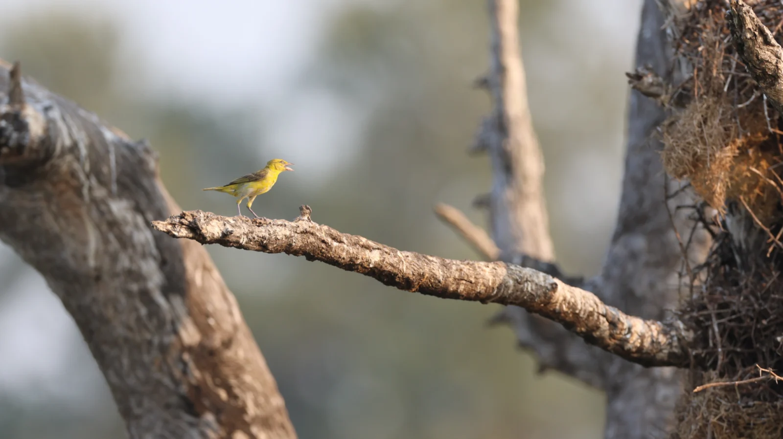 Southern Masked Weaver (Swartkeelgeelvink)
