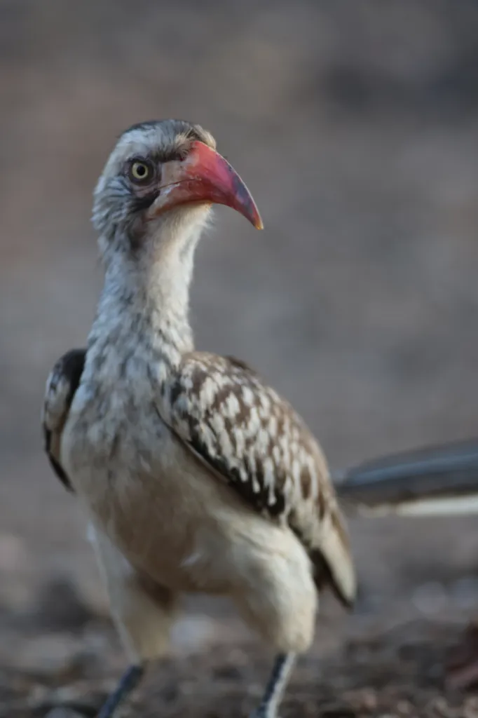 Southern Red-billed Hornbill (Rooibekneushoringvoël)