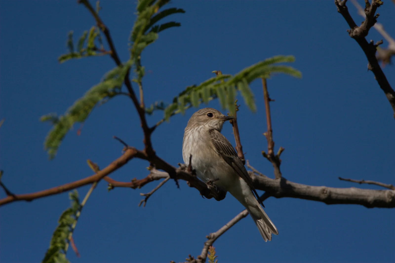 Spotted Flycatcher (Europese Vlieëvanger)