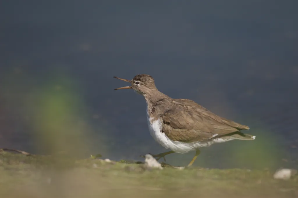 Spotted Sandpiper