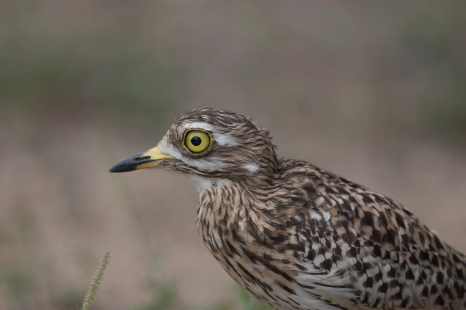 Spotted Thick-knee (Gewone Dikkop)