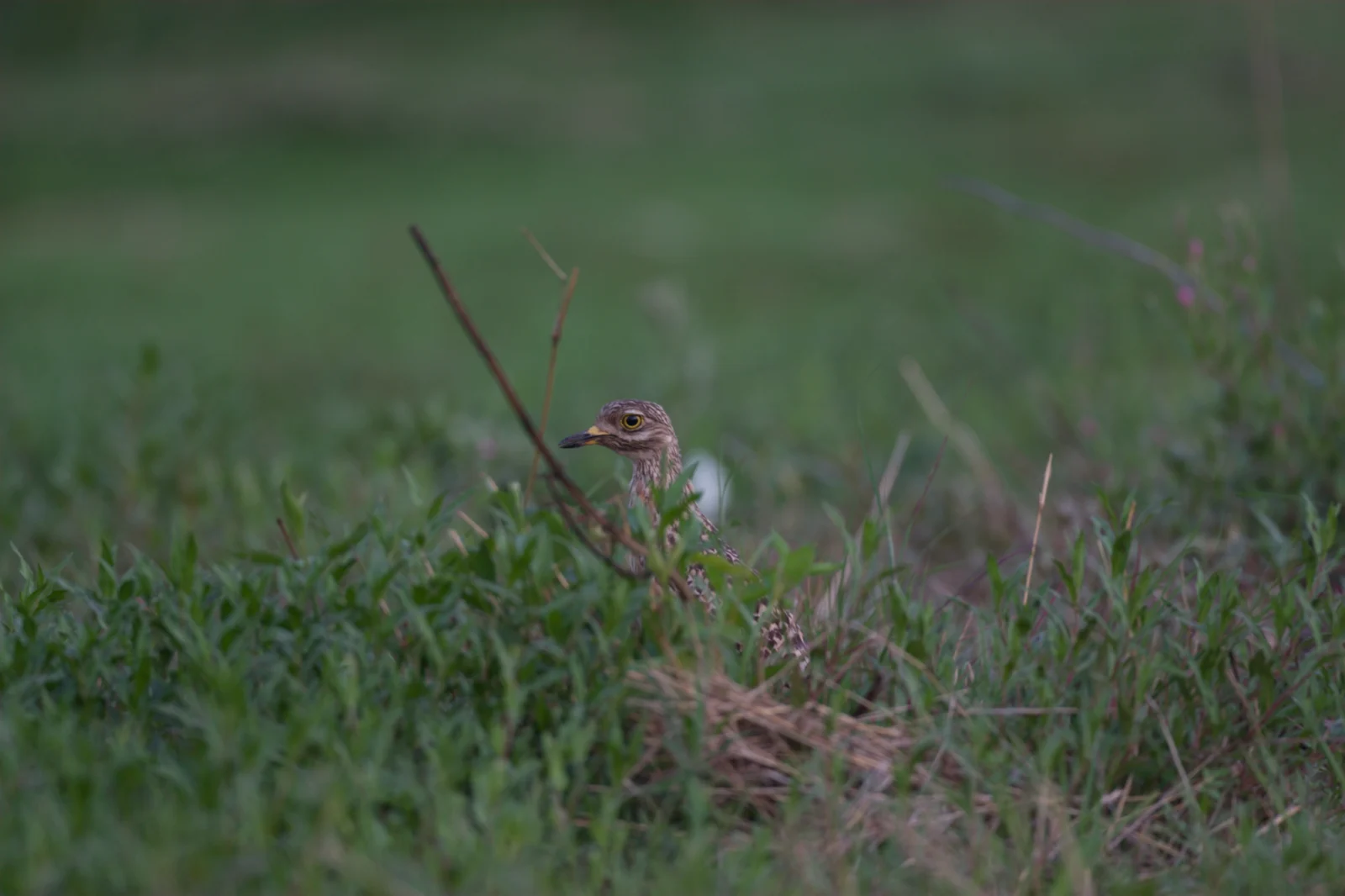 Spotted Thick-knee (Gewone Dikkop)