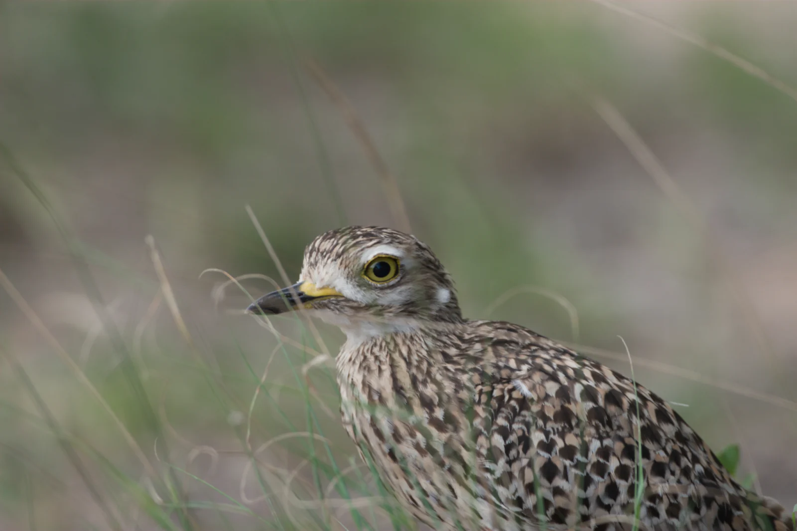 Spotted Thick-knee (Gewone Dikkop)