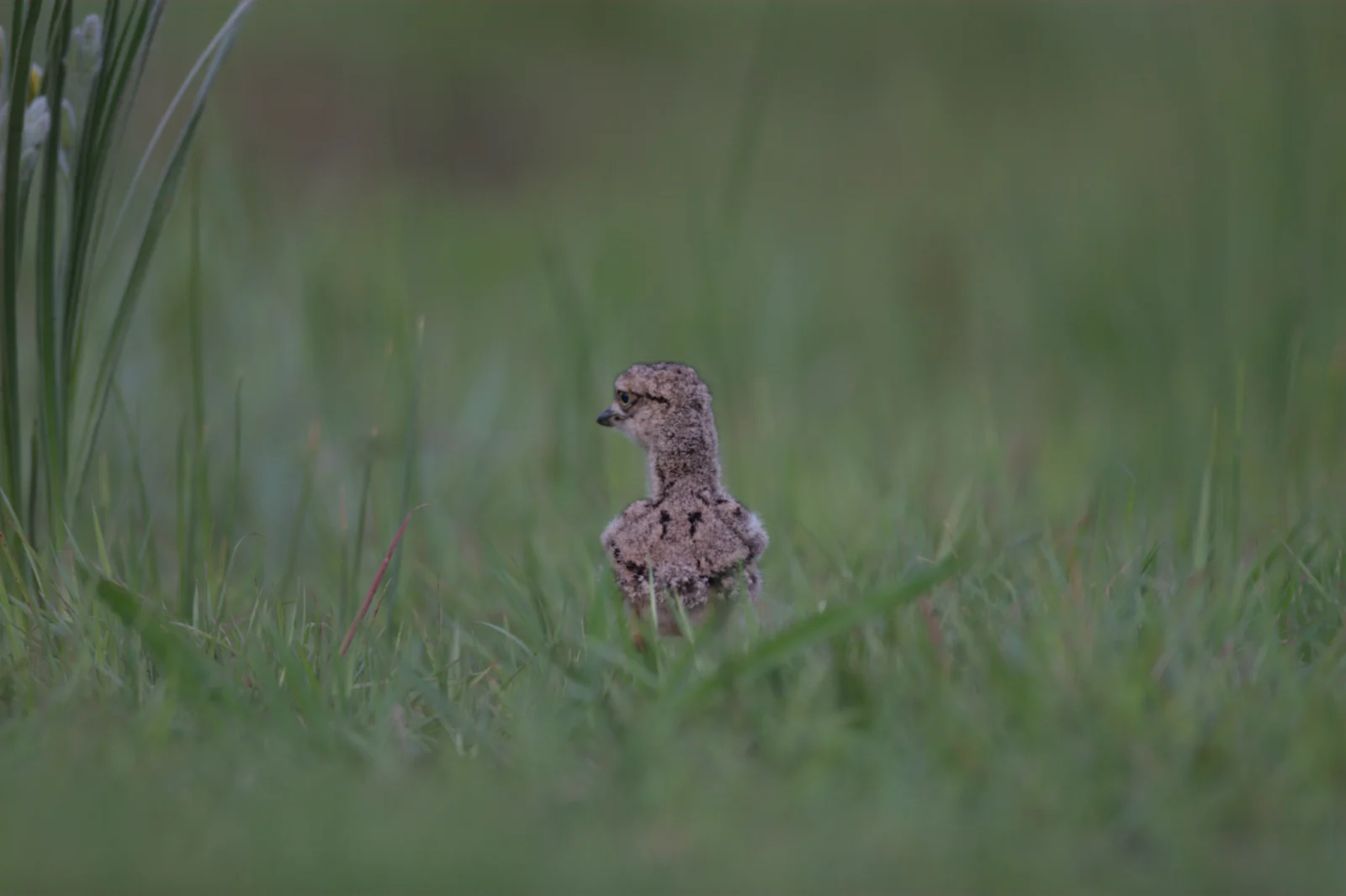 Spotted Thick-knee (Gewone Dikkop)