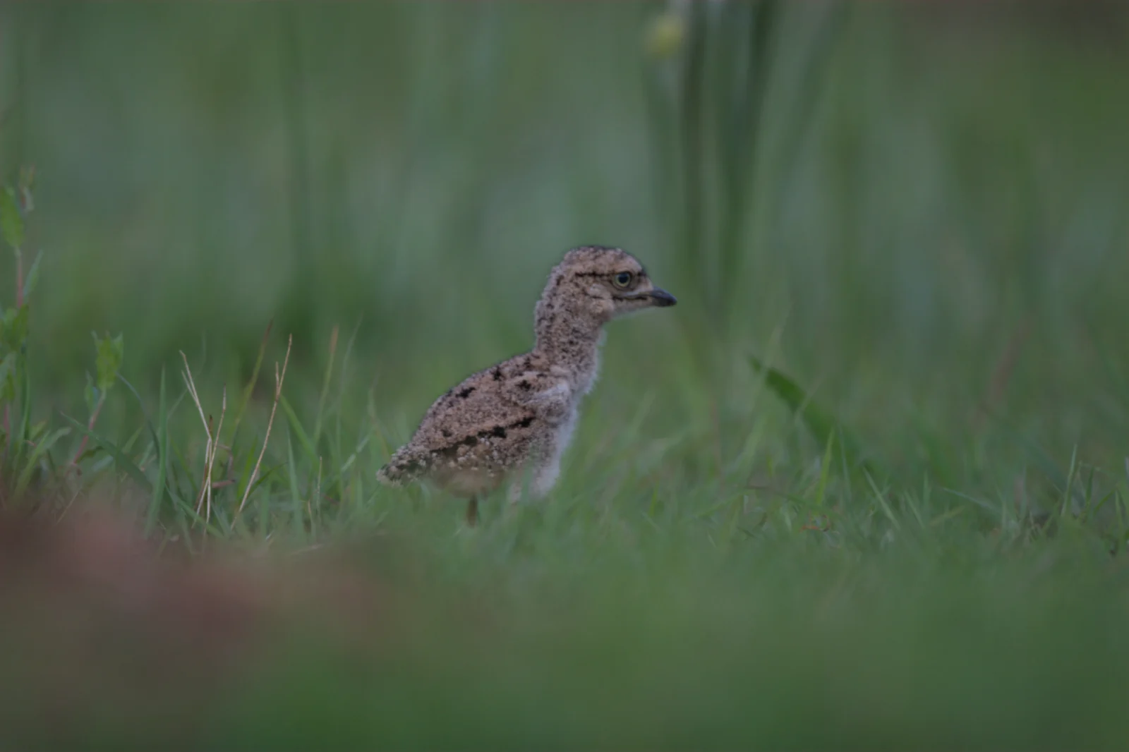 Spotted Thick-knee (Gewone Dikkop)
