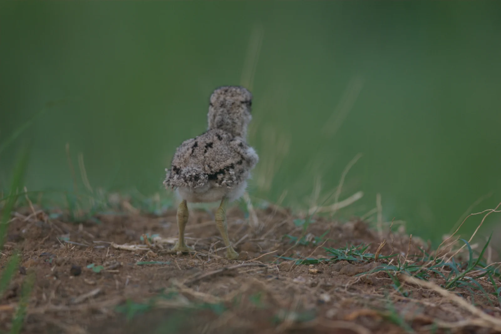 Spotted Thick-knee (Gewone Dikkop)
