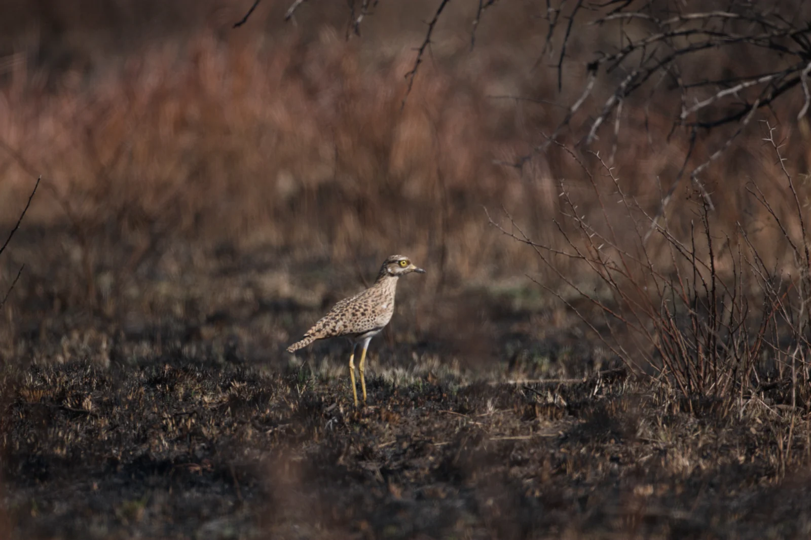 Spotted Thick-knee (Gewone Dikkop)
