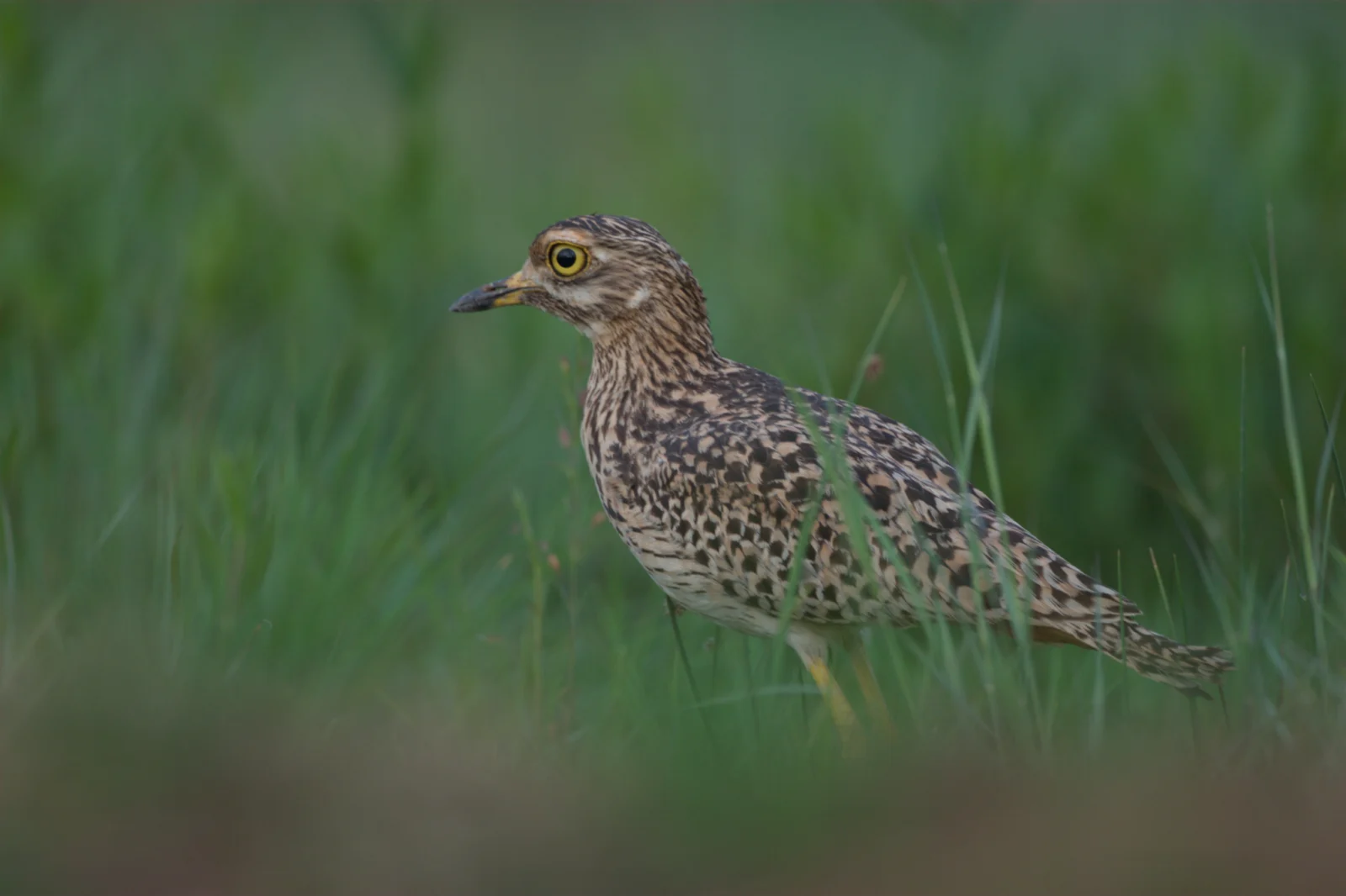 Spotted Thick-knee (Gewone Dikkop)