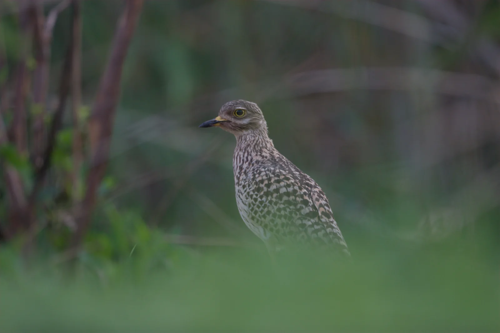 Spotted Thick-knee (Gewone Dikkop)