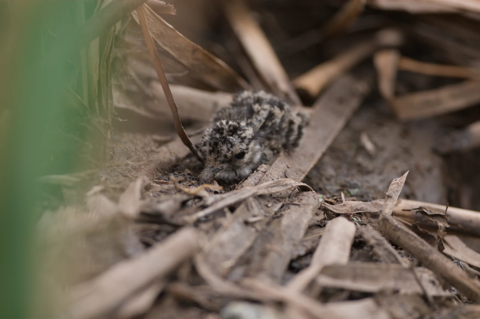 Spotted Thick-knee (Gewone Dikkop)