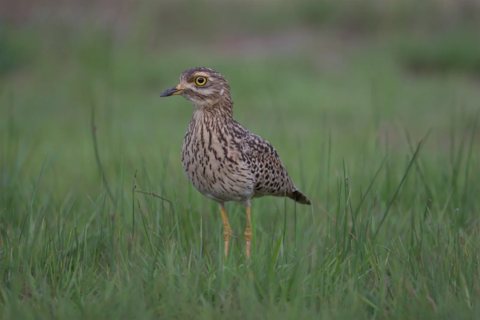 Spotted Thick-knee (Gewone Dikkop)