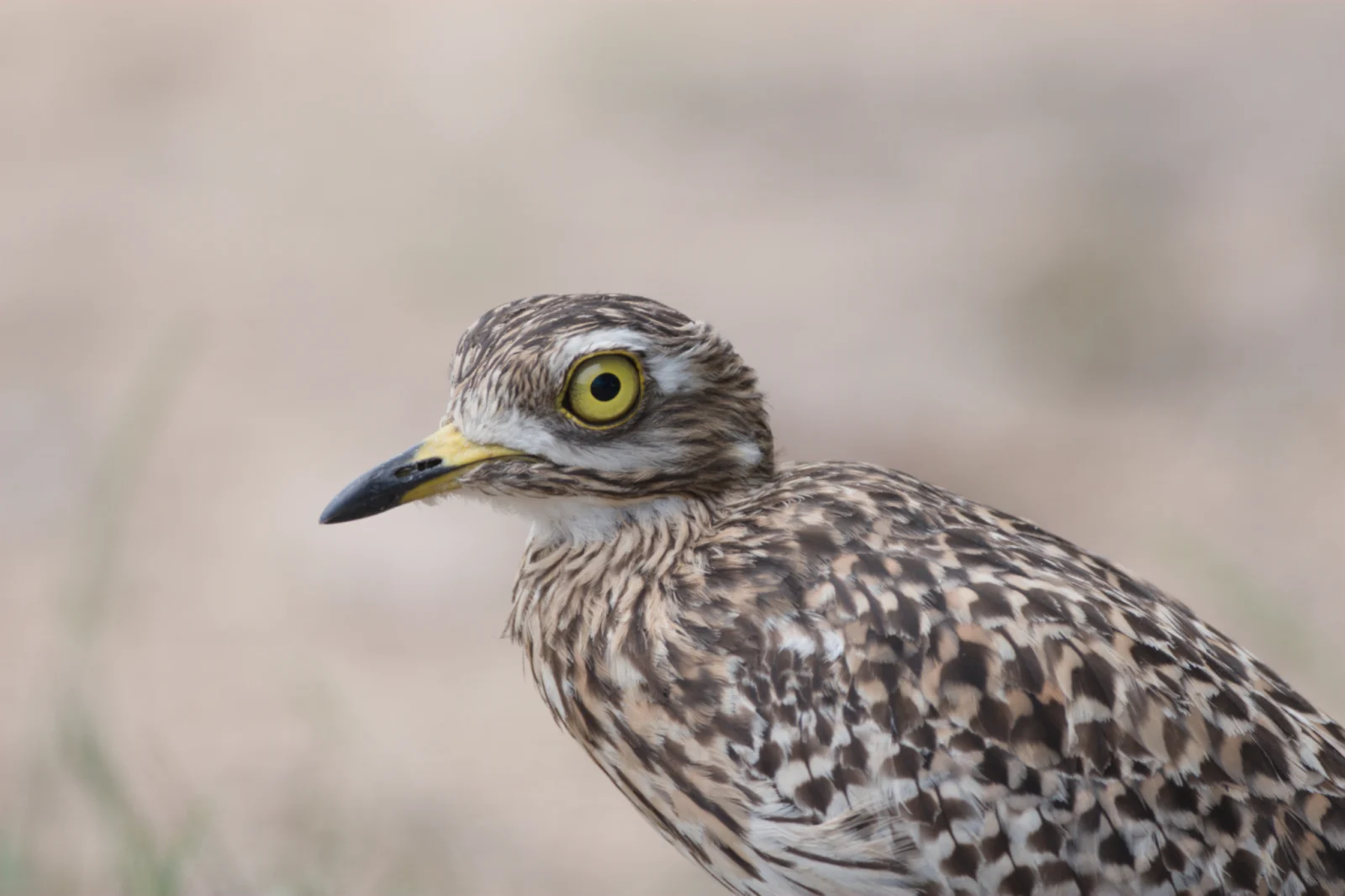 Spotted Thick-knee (Gewone Dikkop)