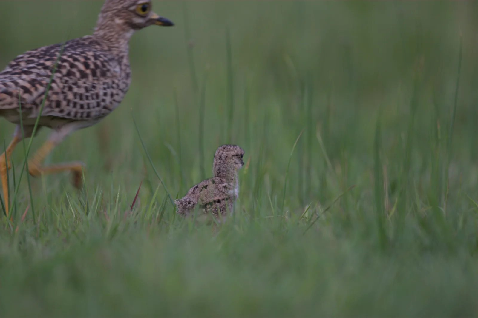 Spotted Thick-knee (Gewone Dikkop)