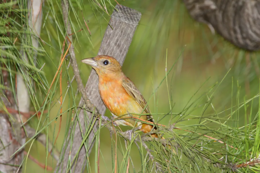 Summer Tanager