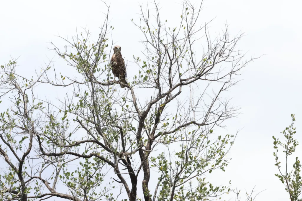 Tawny Eagle (Roofarend)