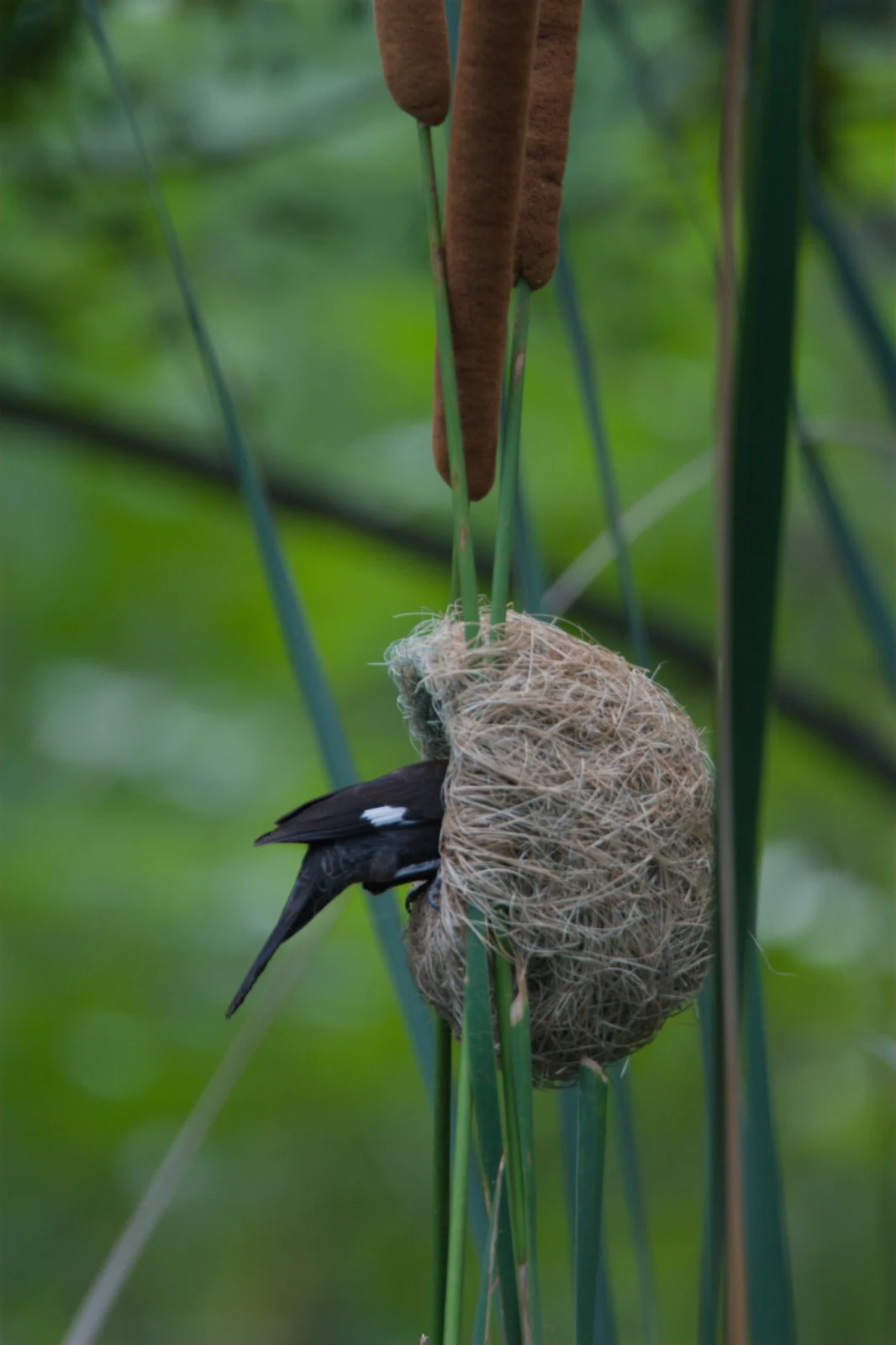 Thick-billed Weaver (Dikbekwewer)