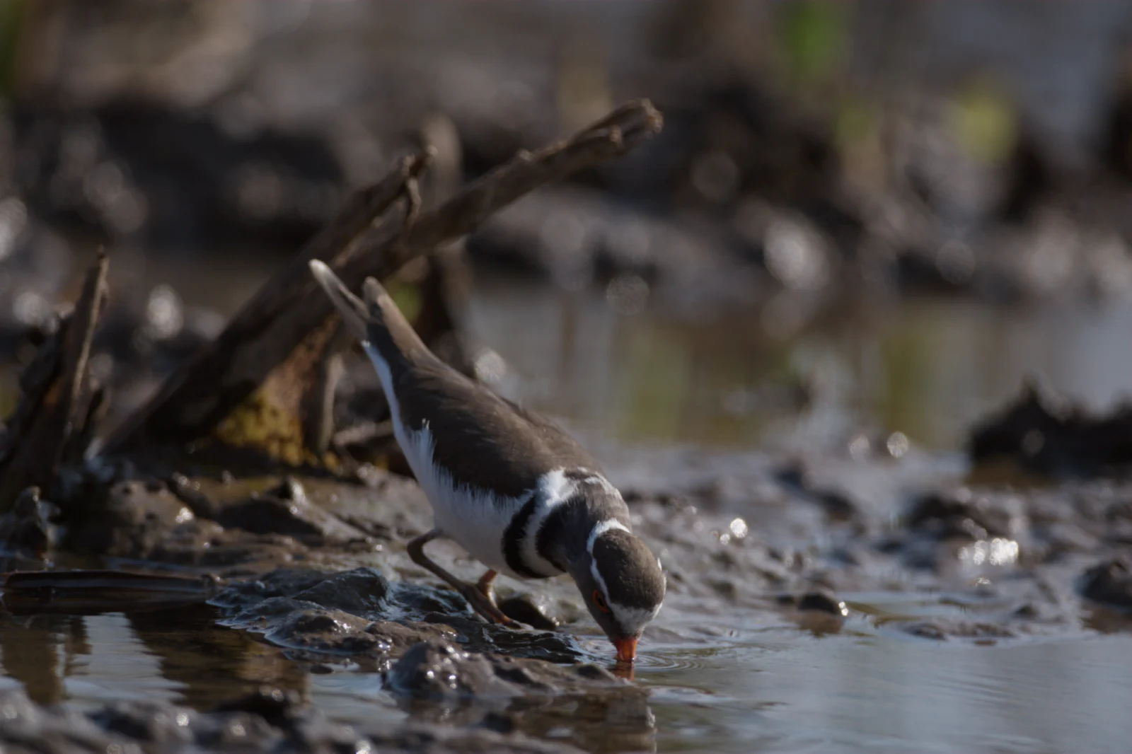 Three-banded Plover (Driebandstrandkiewiet)