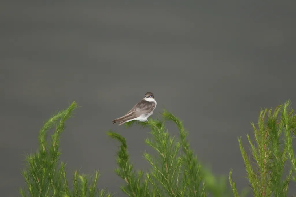 Tree Swallow