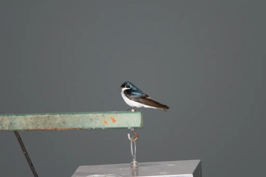 Tree Swallow
