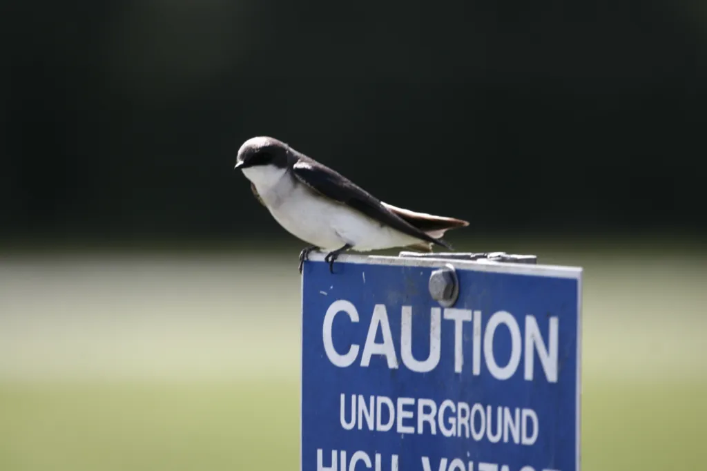 Tree Swallow