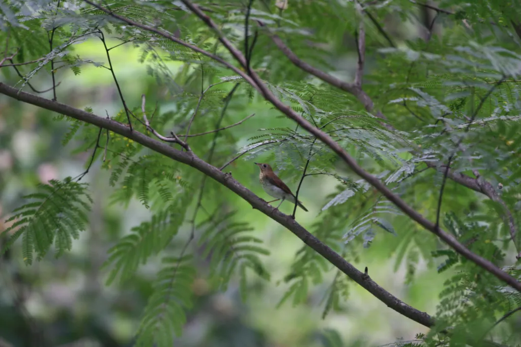 Veery