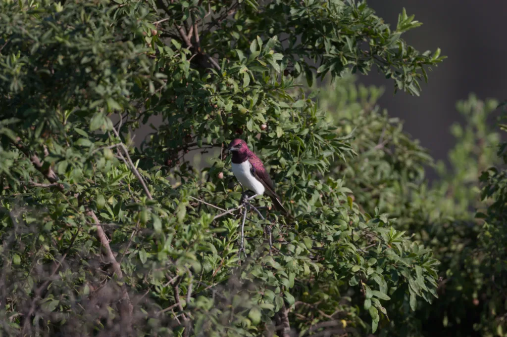Violet-backed Starling (Witborsspreeu)